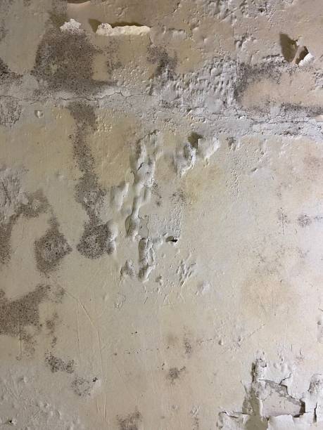 Best Residential Mold Remediation in Avilla, IN