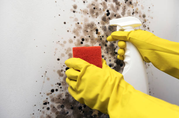 Best Basement Mold Remediation in Avilla, IN
